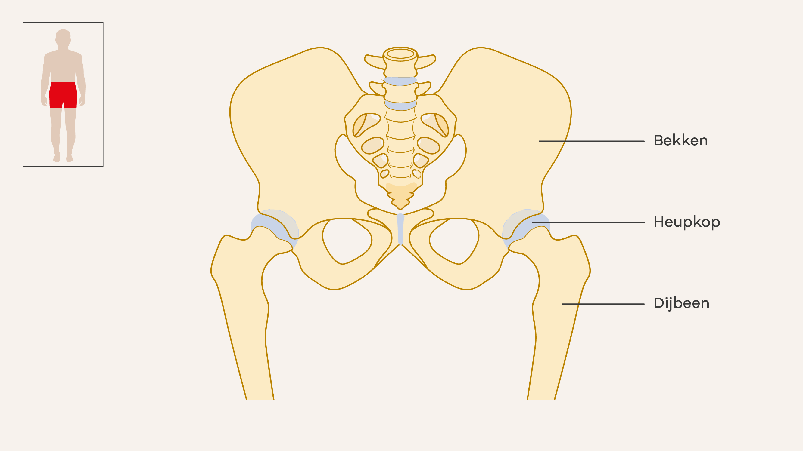 Illustratie van het heupgewricht.