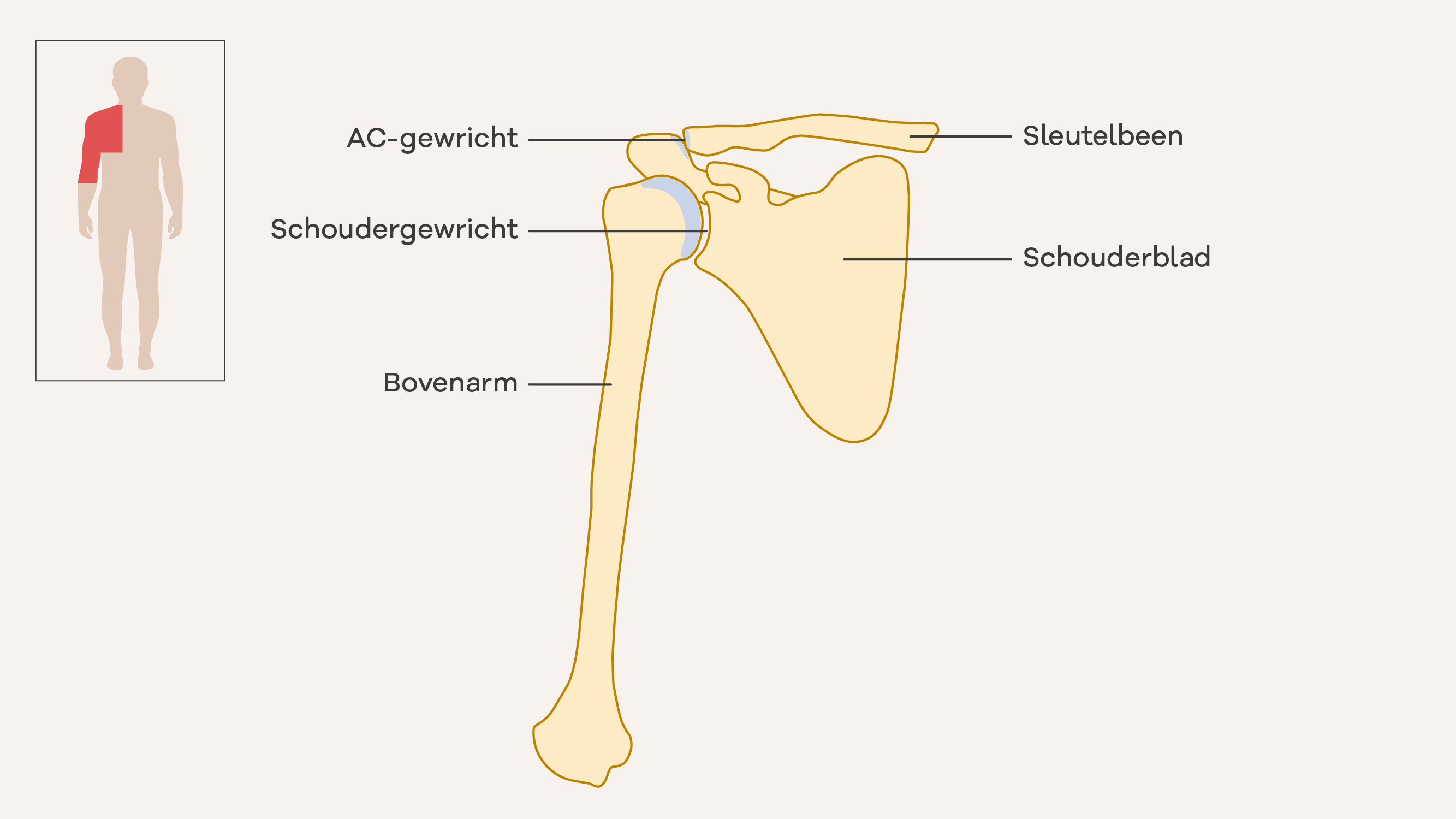 Illustratie van de schouder.