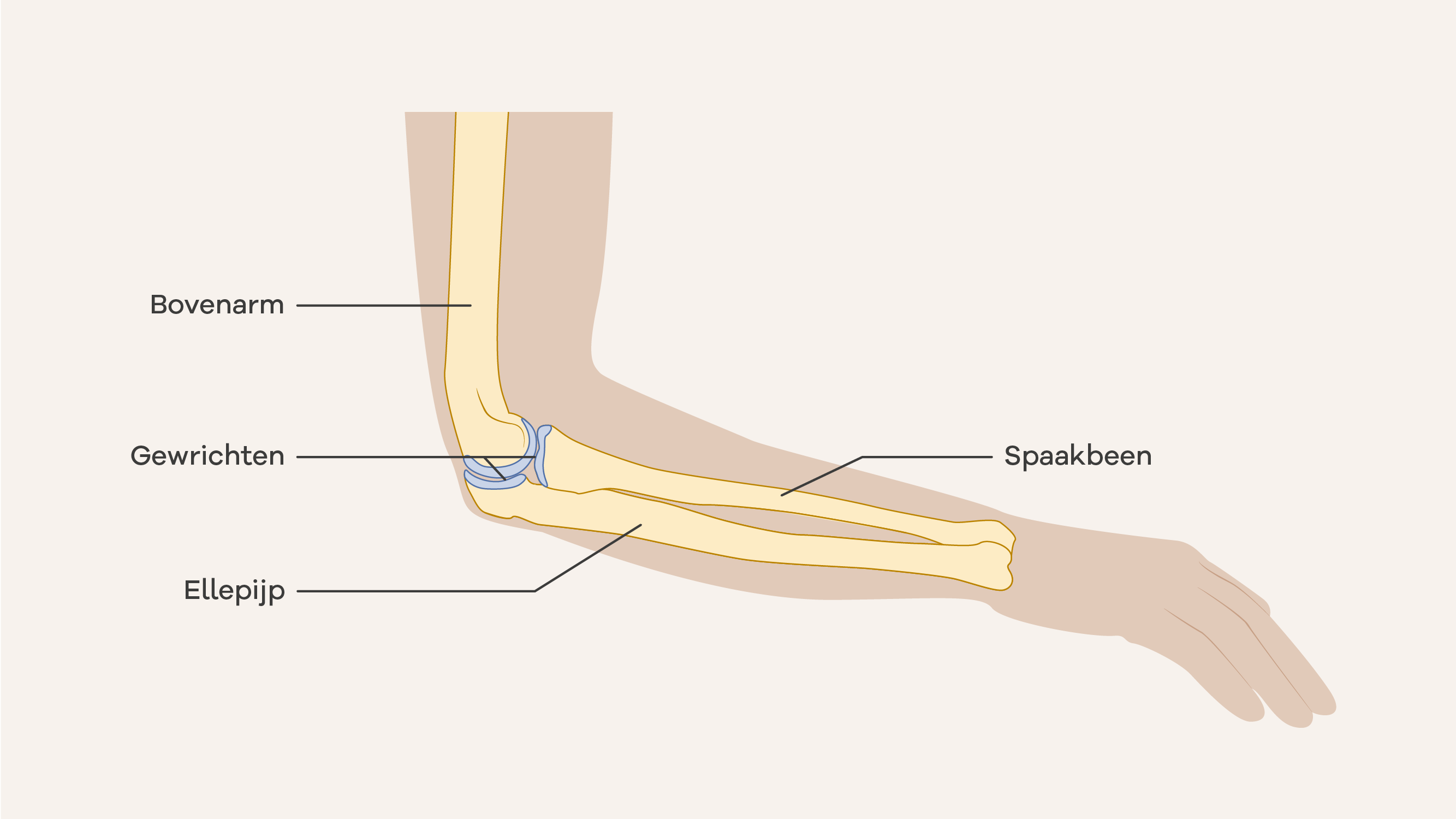 Illustratie van een elleboog.