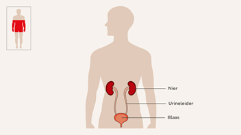 Illustratie van nieren in menselijk lichaam 